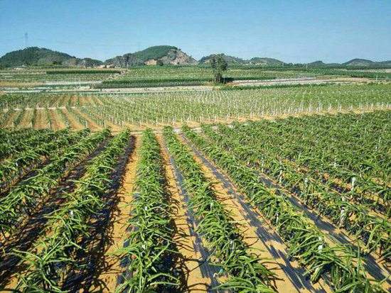 園藝地布對雜草數量、種類的影響